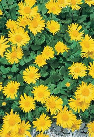 Αποτέλεσμα εικόνας για μελιός στον ελατο